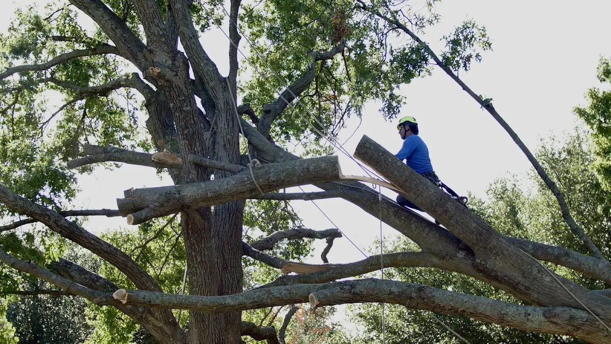 Professional Crown Thinning performed by certified arborists in Laporte